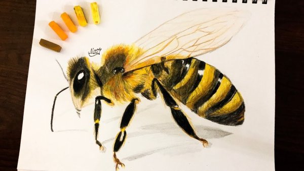 Пчелка цветными карандашами
