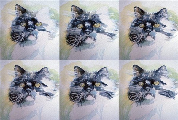 Краска для шерсти кота