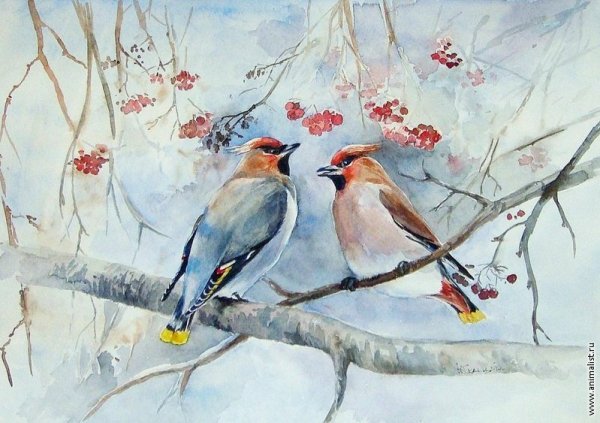 Алина Сканцева художник Снегирь