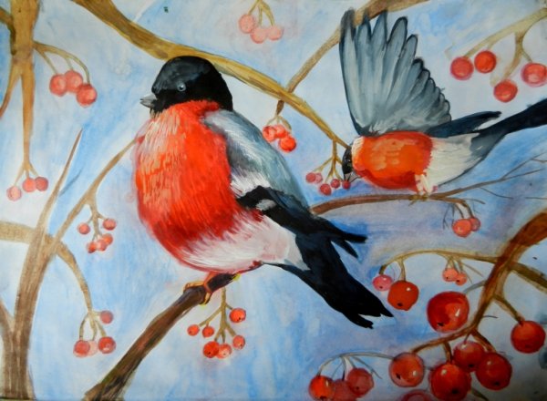 Снегирь рисовка