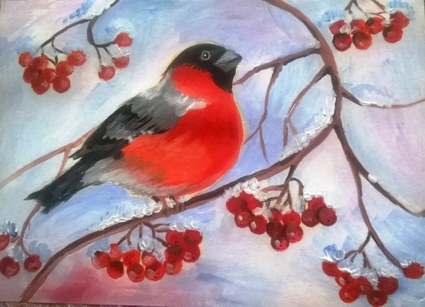 Снегирь рисунок