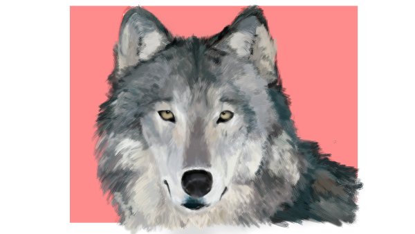 Голова волка в анфас