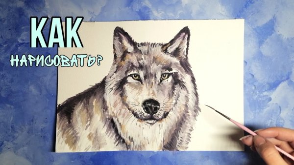 Рисунок волка поэтапно легко