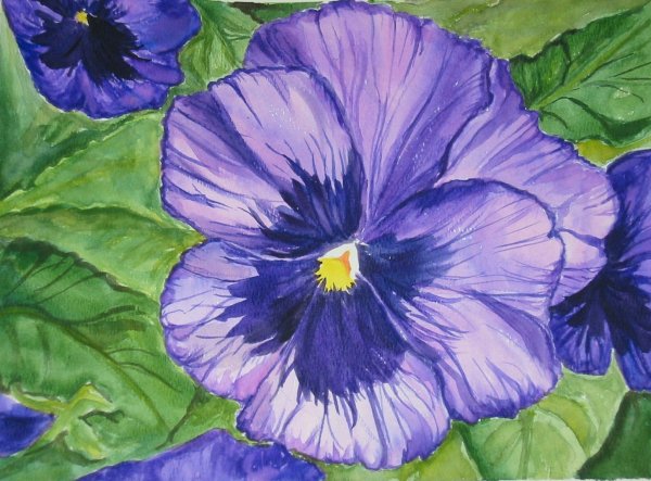Фиалка Виттрока рисунок