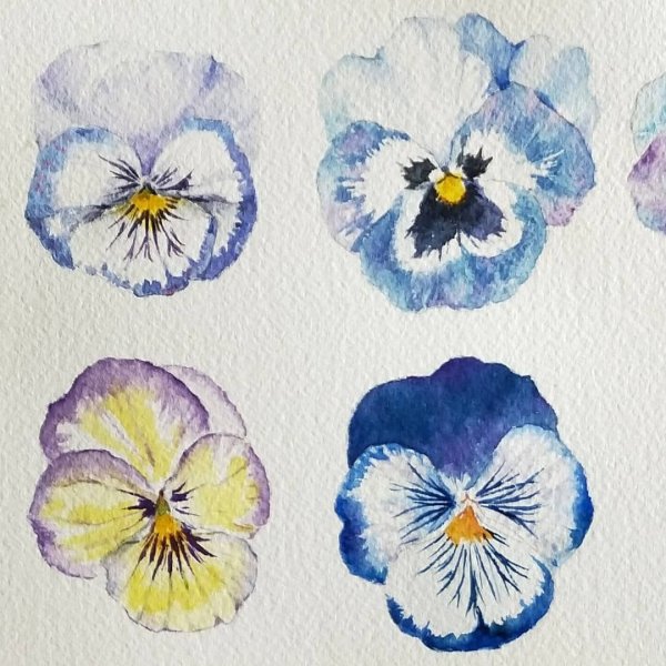 Рисование анютиных глазок
