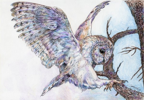Летящая Сова пастелью