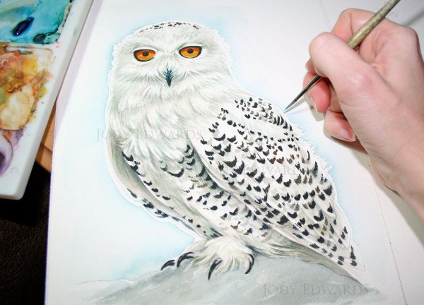 Сова Гарри Поттер акварель