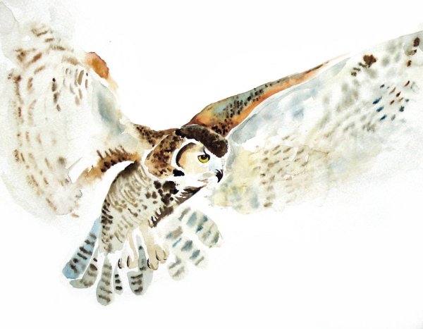 Полярная Сова акварель