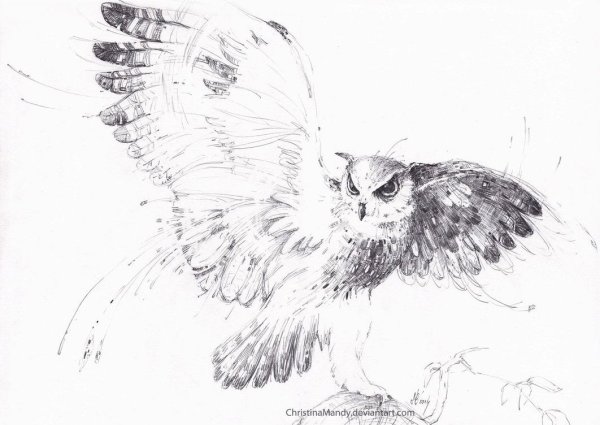 Сова в полете карандашом