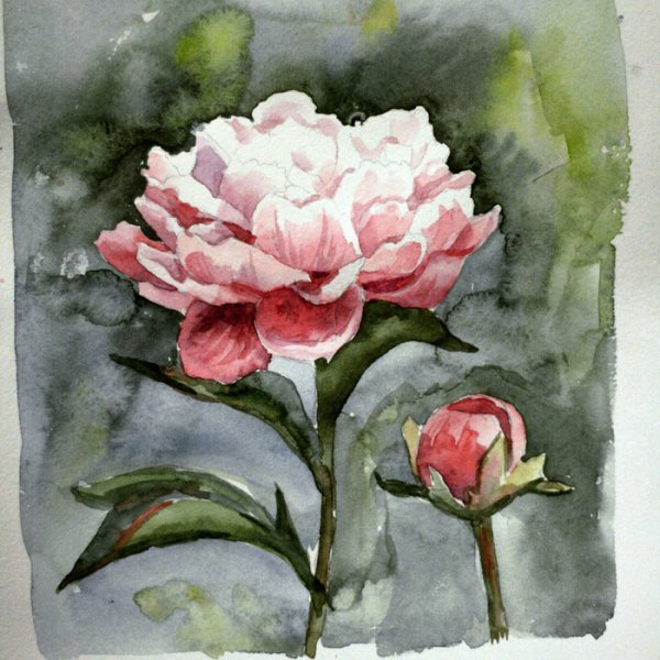 Пионы лессировка