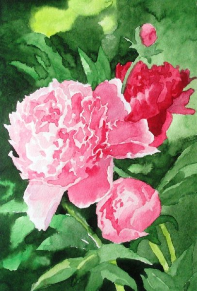 Пион акварель Дубров