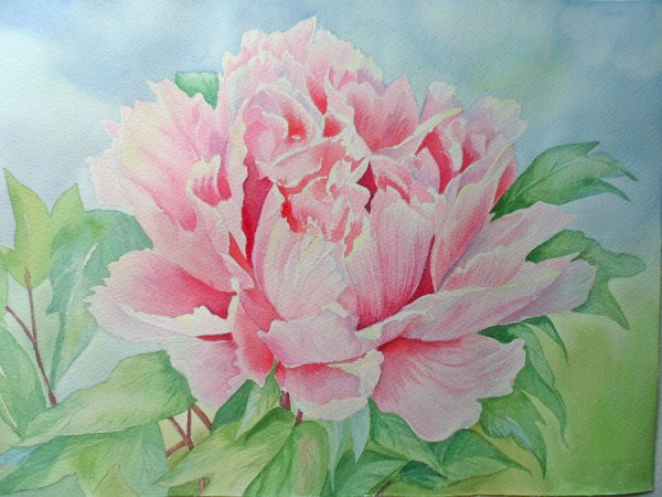 Цветы гуашью пионы