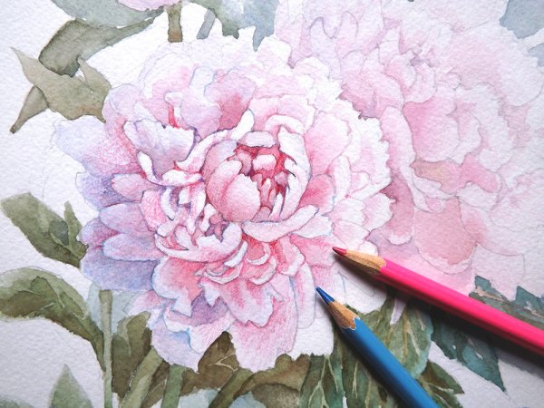 Пионы акварельными карандашами
