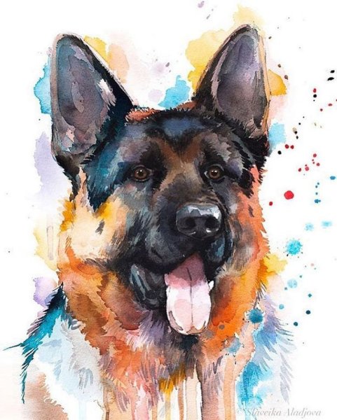 Немецкая овчарка гуашью