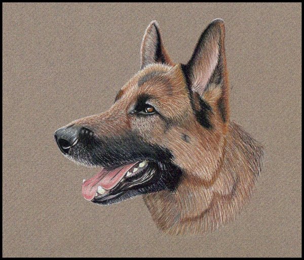 Немецкая овчарка акварелью