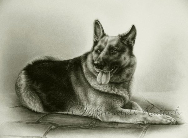 Немецкая овчарка цветными карандашами