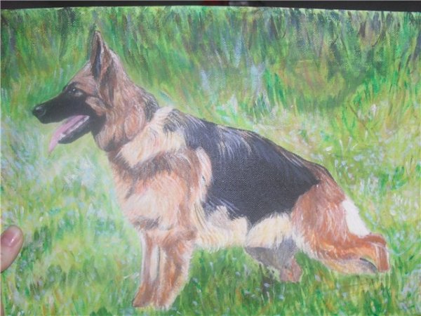 Немецкая овчарка акварелью