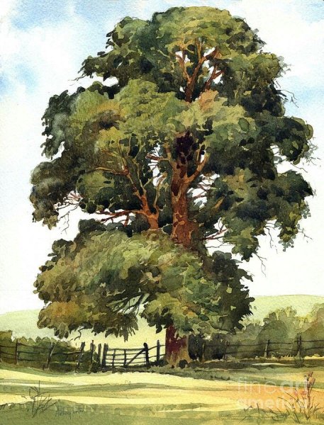 Этюд Шишкина сосна на скале