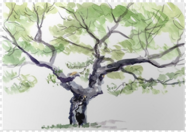 Ветка дерева рисунок акварелью