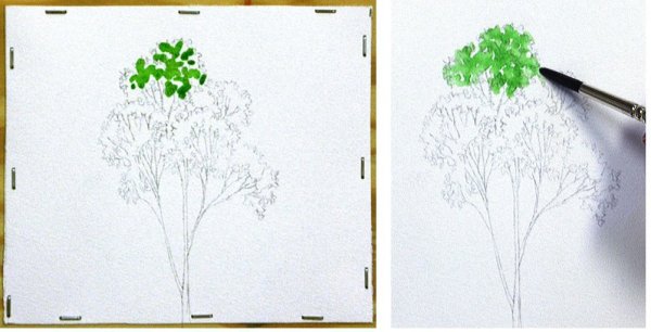 Дерево рисунок акварелью поэтапно для начинающих