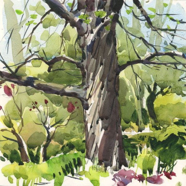 Пленэрные деревья акварель