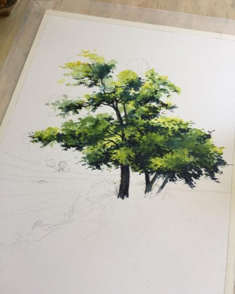 Деревья акварелью