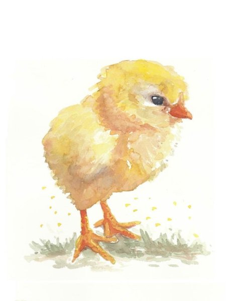 Цыпленок акварелью