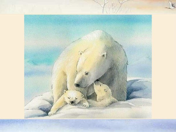 Белый медведь с медвежонком рисунок