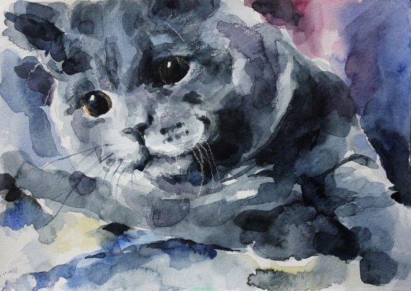 Шотландская вислоухая кошка акварель