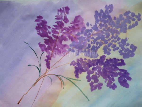 Ветка сирени рисование