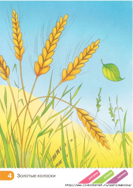 Рисование колосок старшая группа