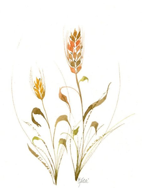 Колосья акварель