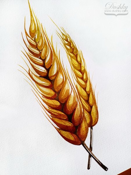 Колосья акварель