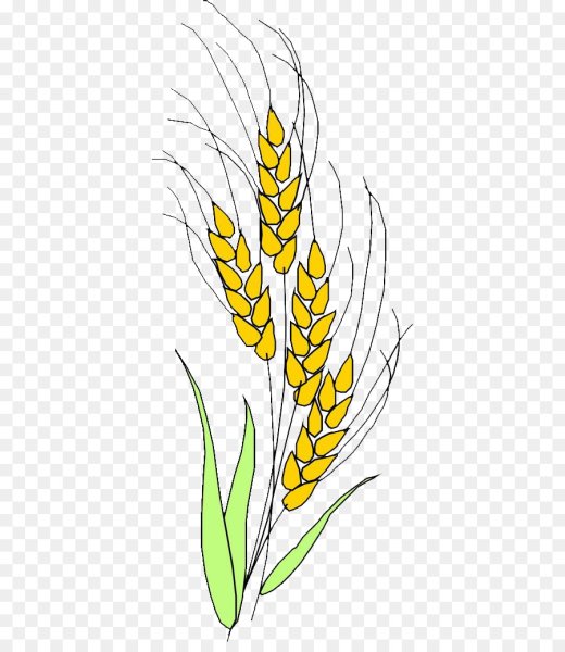 Колос пшеницы рисунок
