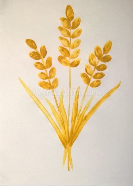 Рисование колосок пшеницы старшая группа