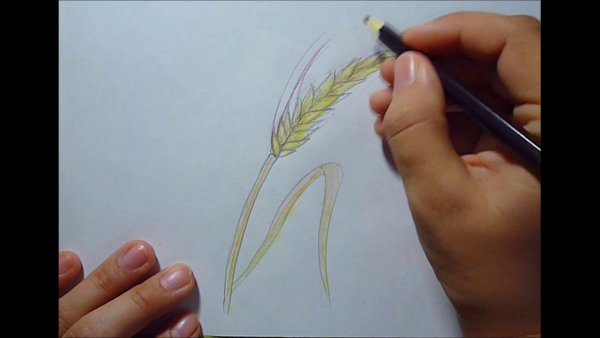 Слепить колосья пшеницы поэтапно