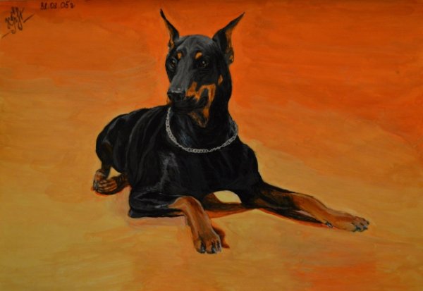 Доберман Гав