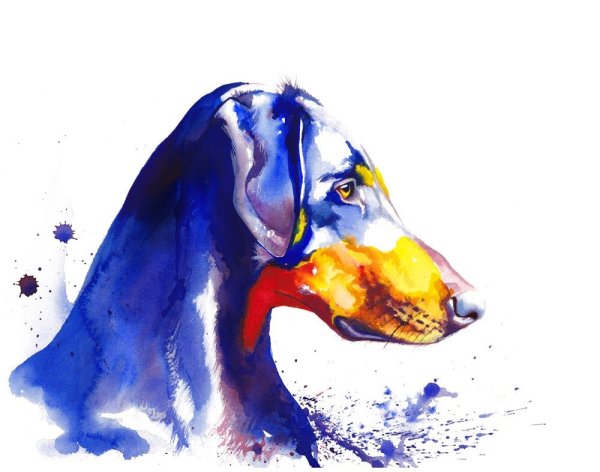 Доберман акварелью