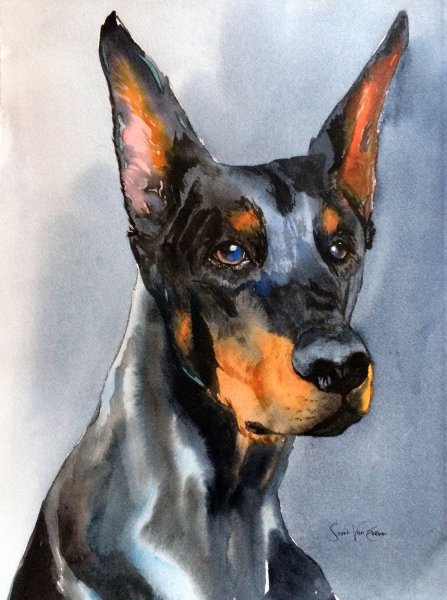 Доберман преданность