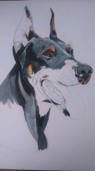 Доберман акварелью