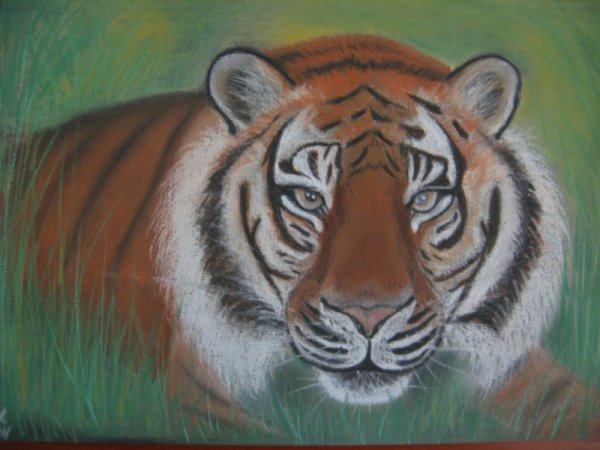 Тигр сухой пастелью
