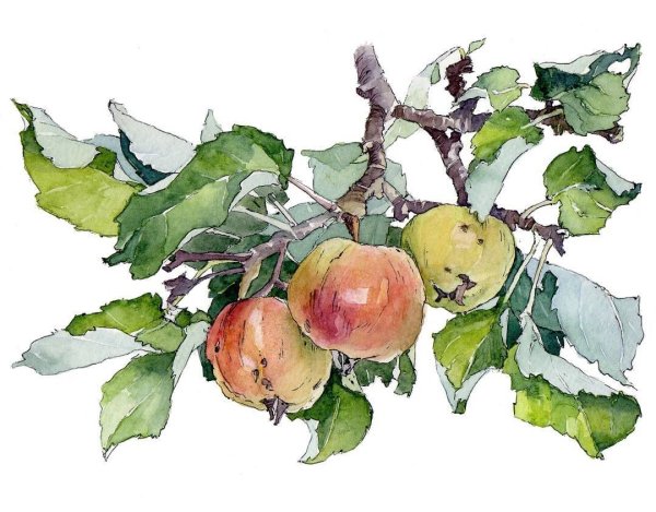 Яблоня акварель