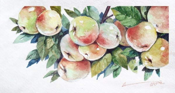 Яблоки на ветке акварель