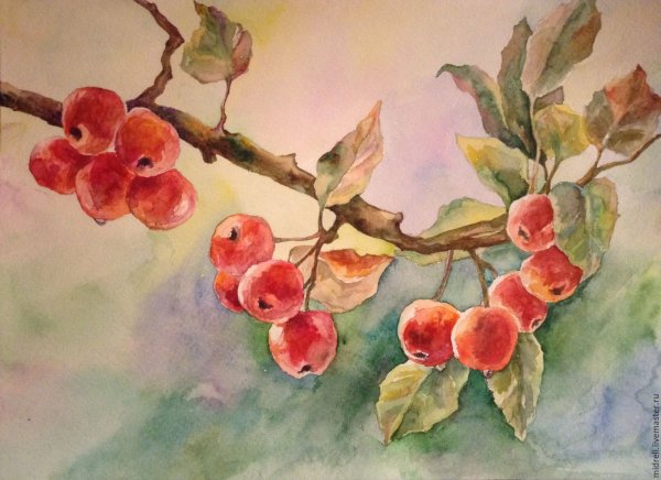 Яблоки на ветке акварель