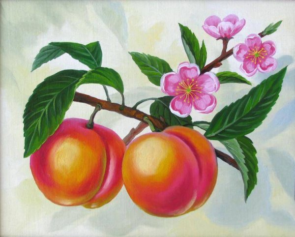 Персики на ветке