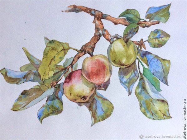 Ветка дерева акварель