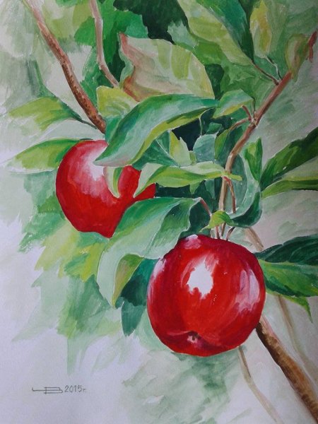 Яблоня рисунок акварелью