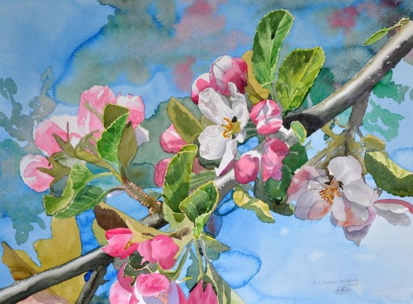 Цветущая ветка яблони акварель