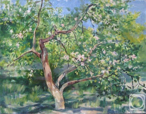 Цветущее дерево яблони акварелью