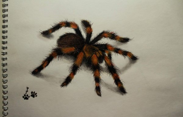 Паук птицеед рисунок